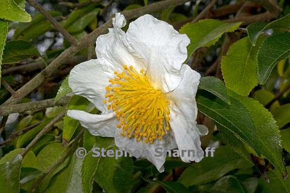 camellia yunnanensis 4 graphic